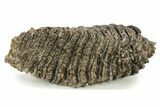 Fossil Woolly Mammoth Molar - Siberia #260004-4